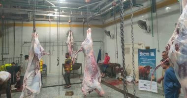 ذبح 92 رأس أضحية بمجزر شبين الكوم المطور وأشمون وتوزيعها على الأسر الأولى بالرعاية