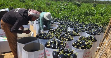 من الحقل إلى الأسواق.. حصاد الباذنجان في الإسماعيلية وسعر الكيلو جملة 10 جنيهات