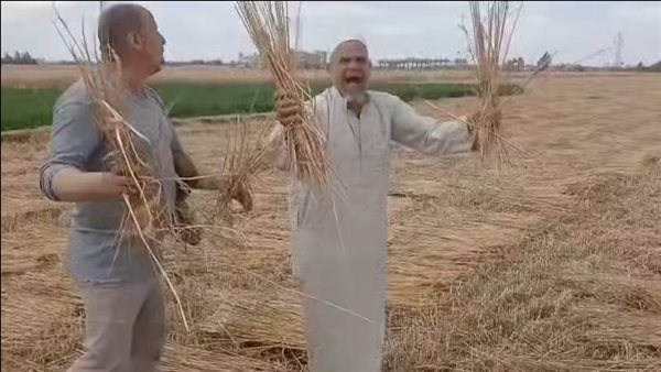 عاجل| «خدوا القمح في نص الليل».. تطورات مفاجئة في سرقة محصول القمح في الشرقية