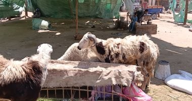 أشهرها البرديسي والبلدي.. تعرف على نصائح تجار الأغنام بأسوان لشراء خروف العيد