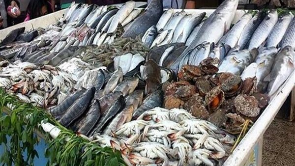 أسعار السمك اليوم، انخفاض البلطي والجمبري وارتفاع البوري 30 جنيها