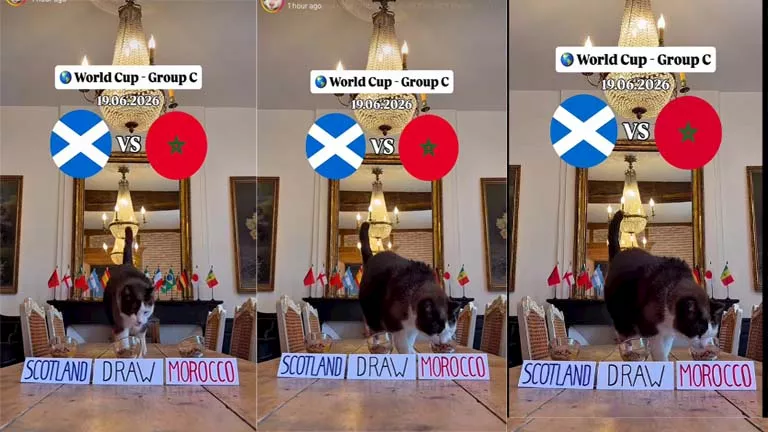 القط العراف يتوقع مباراة المغرب وإسكتلندا في كأس العالم