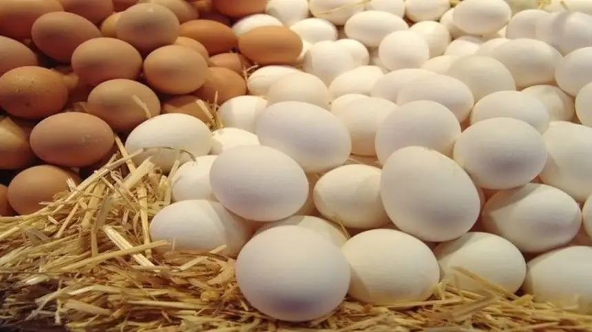 دجاج معدل وراثياً قد يفتح طريقاً جديداً لإنتاج الأدوية
