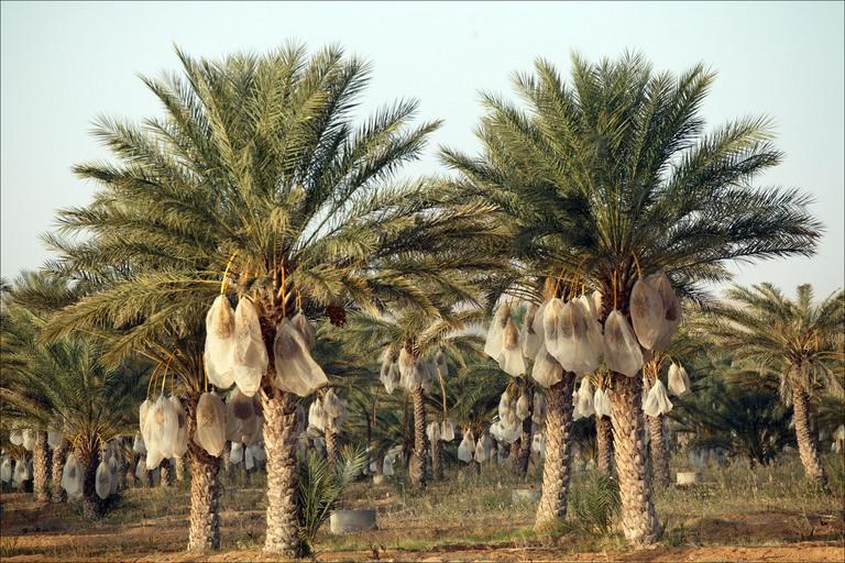 “لوبيات النخيل” تستغل الجفاف لتهجير تراث زاكورة نحو المدن الكبرى