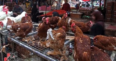 بشرى للمصريين.. استقرار فى أسعار الفراخ والكتاكيت فى الفترة المقبلة