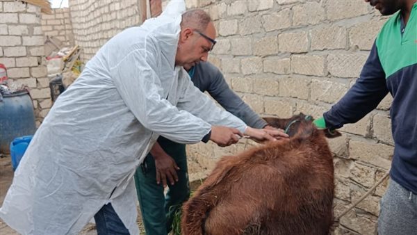 استمرار فعاليات الحملة القومية للتحصين ضد الجلد العقدي وجدري الأغنام بالإسماعيلية