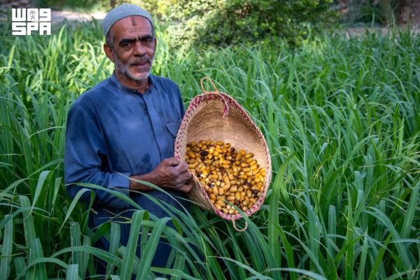 بواكير الرطب بالأحساء.. وفرة وجودة المحصول بالأسواق