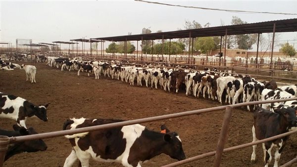 قرار جديد بصرف 154 مليون جنيه جديدة لمشروع البتلو.. فرصة لصغار المربين وشباب الخريجين