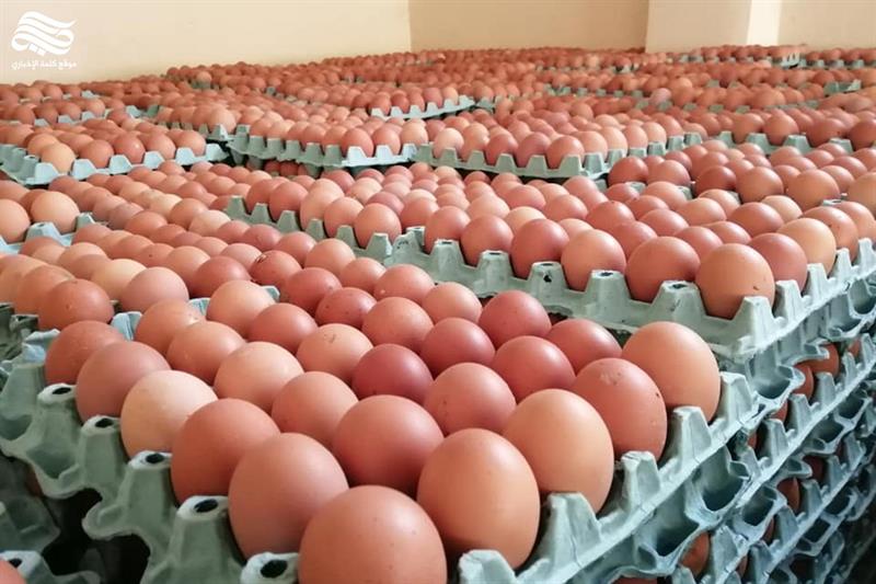 الزراعة تنفي وجود أزمة بيض: أرتفاع أسعاره لعبة مفتعلة والكميات المنتجة تغطي حاجة السوق