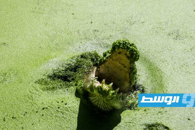 تماسيح تنتشر في الإقليم الشمالي في أستراليا جراء فيضانات شديدة