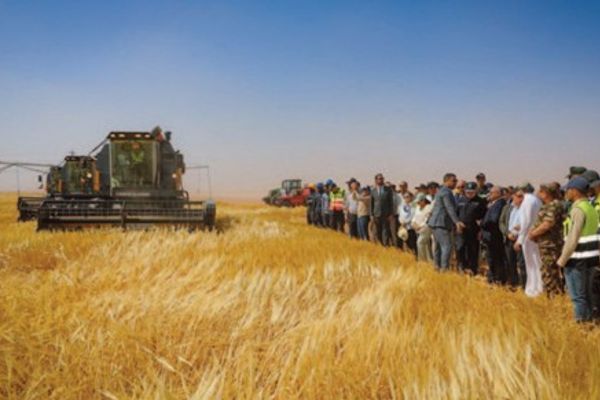 انطلاق حملة حصاد محصول الشعير بالمشروع المتكامل الجزائري