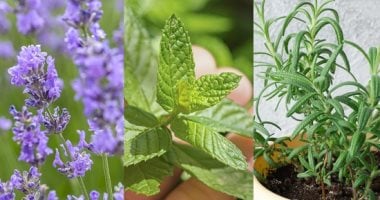 5 أنواع نباتات طاردة للذباب والناموس