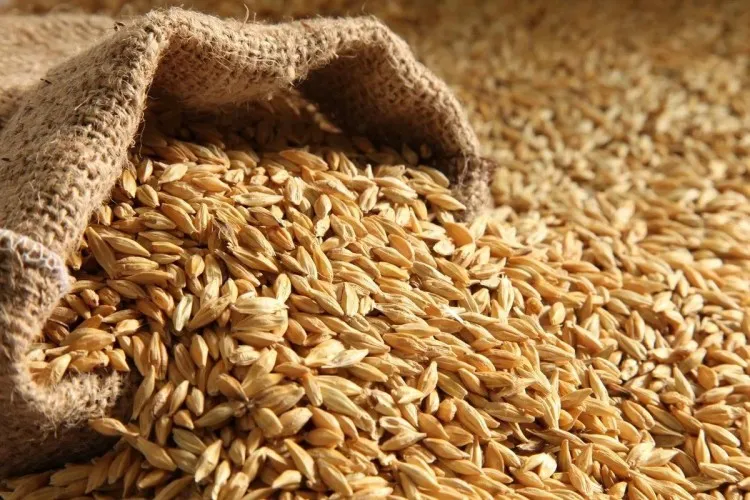 الزراعة تتوقع إنتاج 100 ألف طن من القمح والشعير الموسم الحالي
