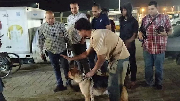 حي شرق أسيوط ينفذ حملات لتطعيم وترقيم الكلاب الضالة