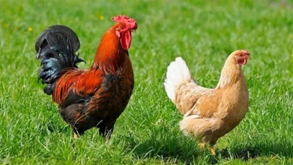 شعبة الثروة الداجنة: انخفاض ملحوظ في أسعار الفراخ والبانيه لهذه الأسباب