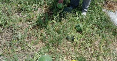 وزارة الزراعة تكشف حقيقة شكوى مزارع بطيخ فى بلطيم