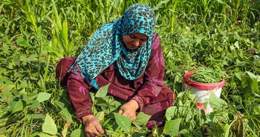 الحقول الزراعية تستقبل "برمهات" شهر الوفرة وبداية انكسار الشتاء