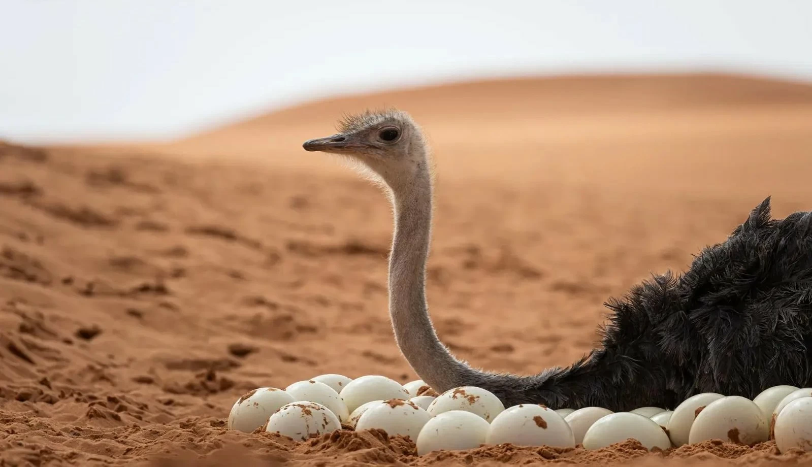 هيئة تطوير محمية الإمام عبد العزيز تعزز تكاثر النعام في روضة خريم
