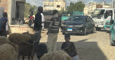 أسواق الأضاحى بشمال سيناء تواصل نشاطها حتى غروب الشمس