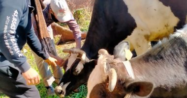 94 وحدة بيطرية بالفيوم تستقيل الماشية للتطعيم ضد الحميد القلاعية اليوم