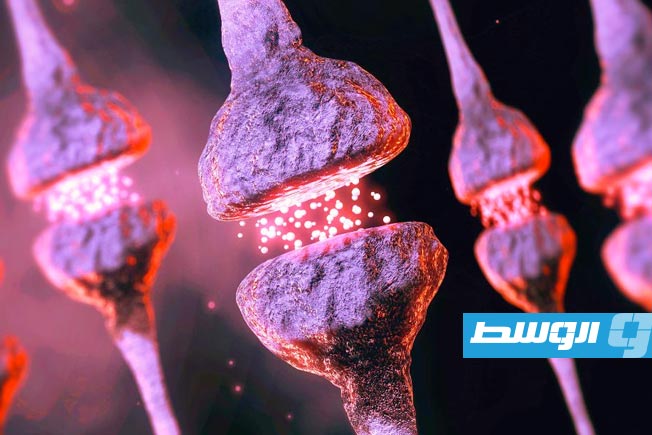 دراسة تكشف عن خلل جوهري يصيب الدماغ مع التقدم في العمر