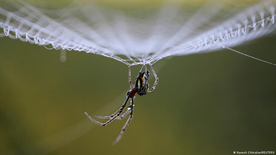 لهاذ السبب خيوط العنكبوت أقوى من الفولاذ!