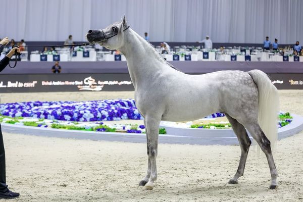 دبي الدولية للجواد العربي 2026" تنطلق غداً