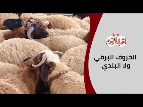 البرقي ولا البلدي؟.. اعرف الأفضل في الخرفان وأسعار الذبح