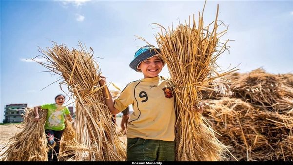 رفع سعر توريد القمح إلى 2500 جنيه للأردب.. خطة حكومية لتقليل الاستيراد وزيادة الإنتاج