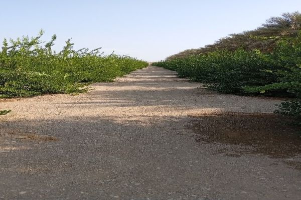 نجاحُ زراعة 175 فدانًا من الحقول النموذجيّة للفاكهة بمحافظة شمال الباطنة