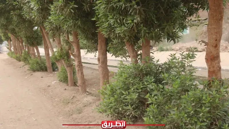 حصر وتكويد 4400 شجرة ضمن المبادرة الرئاسية ”100 مليون شجرة” بمراكز قنا
