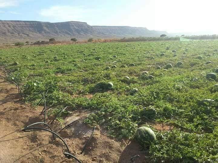 سلاليون بزاكورة يشتكون إحداث “ضيعات دلاح” غير قانونية فوق أرضهم