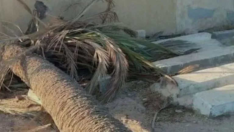 سقوط نخلة على تروسيكل ومصرع طفلين في أسيوط