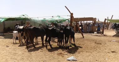 انخفاض أسعار ماشية التسمين بأسوان وإقبال على شراء الأضاحي