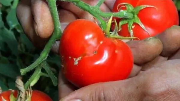 هل تناول الطماطم المثقوبة "عضة الثعبان" خطر على الصحة؟ أخصائي تغذية يجيب