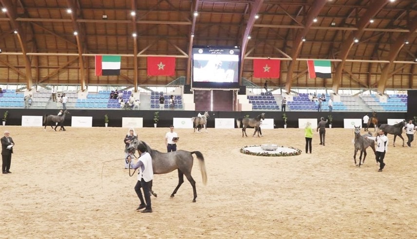 المغرب يستضيف الجولة الثالثة لكأس الإمارات العالمي لجمال الخيل العربية