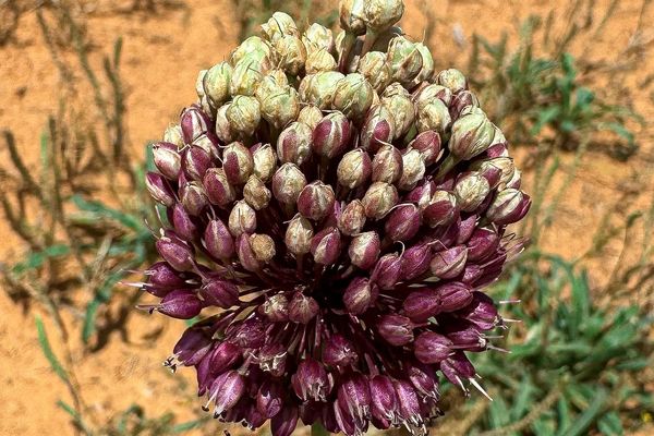 الكراث البري يزهر في القصيم.. مؤشر على تنوع الغطاء النباتي الموسمي
