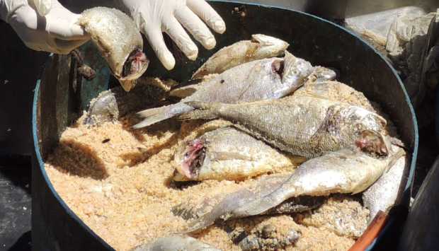 في شم النسيم.. ضبط 14 طن رنجة وفسيخ فاسد ومجهول المصدر