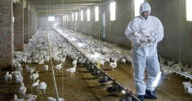 لقاحات الإنفلونزا الموسمية تقلل من شدة عدوى إنفلونزا الطيور