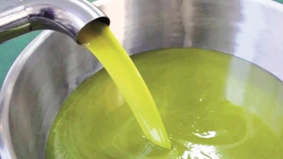 الأردن أنتج 16 ألف طن زيت زيتون في 2025 مقارنة مع 36 ألفا بـ2024