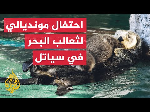 أعضاء فريق الطيور والثدييات في حوض أسماك سياتل بواشنطن يحتفون بثعالب البحر في مبادرة للتوعية البيئية