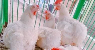 أسعار الفراخ البيضاء اليوم السبت 30