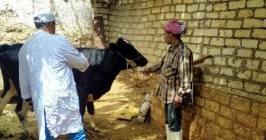 تحصين أكثر من 59 ألف رأس ماشية بالإسماعيلية ضد الحمى القلاعية