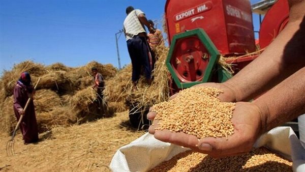 المحافظة الأعلى توريدًا للقمح إلى الحكومة منذ أبريل الماضي