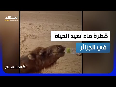 شهم الجزائر يقلب التريند.. قطرة ماء تكتب عمراً جديداً لجمل منهار