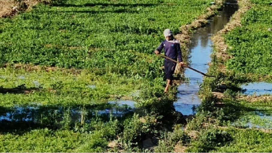 وزير الزراعة: نسبة الاكتفاء الذاتي من المحاصيل الزراعية بلغت 62%