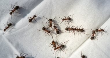 مع بداية الصيف.. 9 طرق فعالة للقضاء على النمل