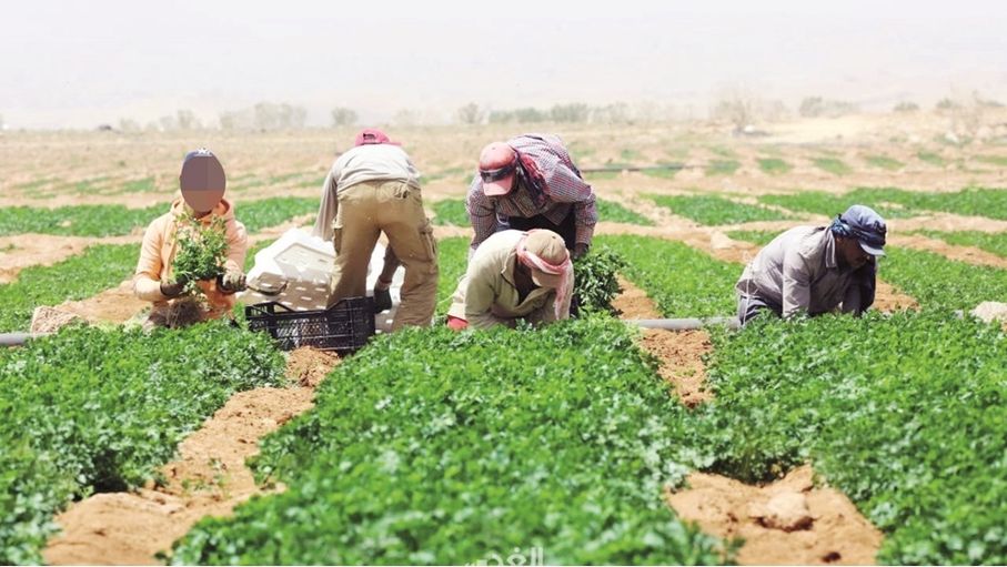 الزراعة العضوية والمحمية.. هل تسهمان بتحقيق أمن غذائي مستدام؟