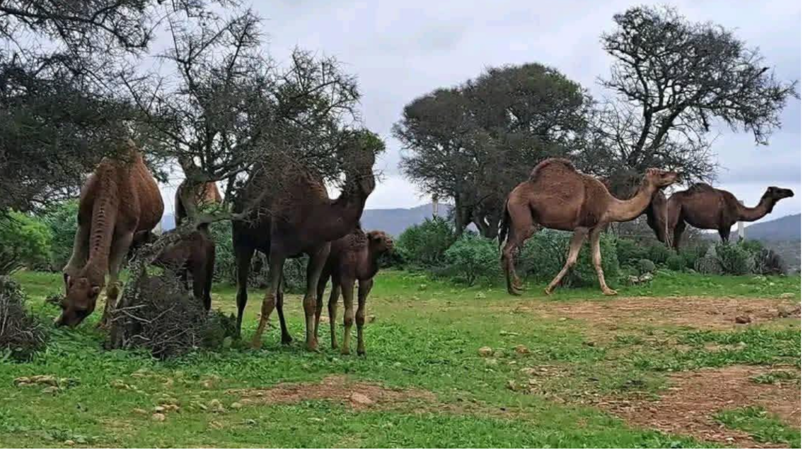 “العدالة والتنمية” بجهة سوس ماسة يحذر من الرعي الجائر وتدهور الخدمات الصحية ويدعو لتسريع تعويضات ضحايا الزلزال