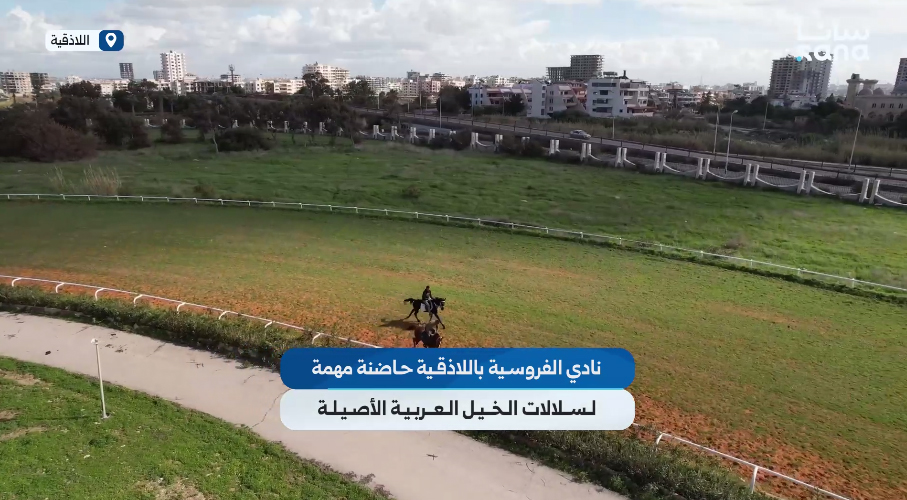 نادي الفروسية باللاذقية حاضنة مهمة لسلالات الخيل العربية الأصيلة
